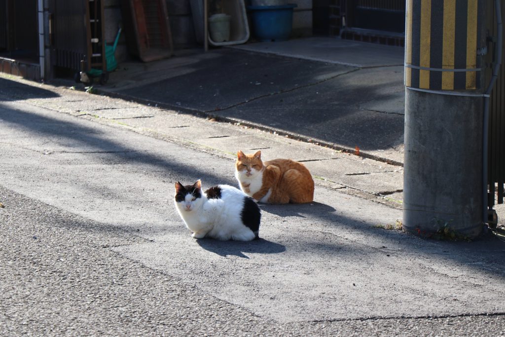 猫