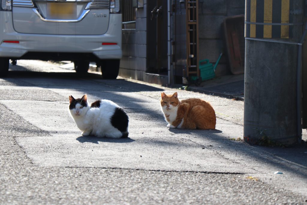猫