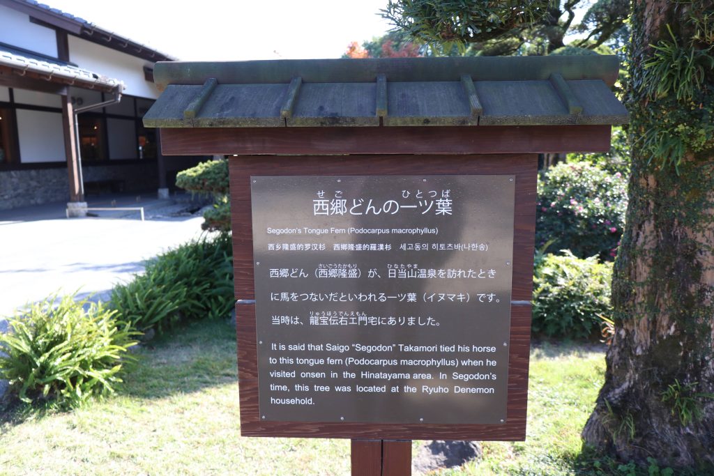 西郷どんの一ツ葉
